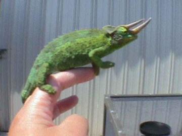 horned chameleon