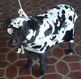 Cow Dog - Mooo... Halloween Party at the 79th Street Boat Basin, 2001.