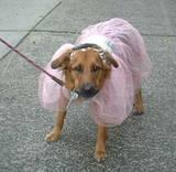 Ballerina-Dog - Growling at the cameraman just outside the ABC Regis & Kelly Halloween Show, 2001. More Pics in the Halloween-NYC section.