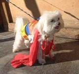 Super Pup - Halloween Party at the 79th Street Boat Basin, 2001.