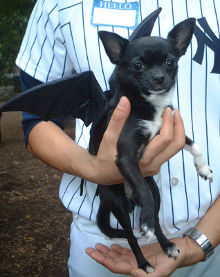 Bat Pup...Dog Costume Parade, Tompkins Square Park, NYC (jtg)