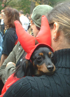 Devil Dog... Dog Costume Parade, Tompkins Square Park, NYC (jtg)