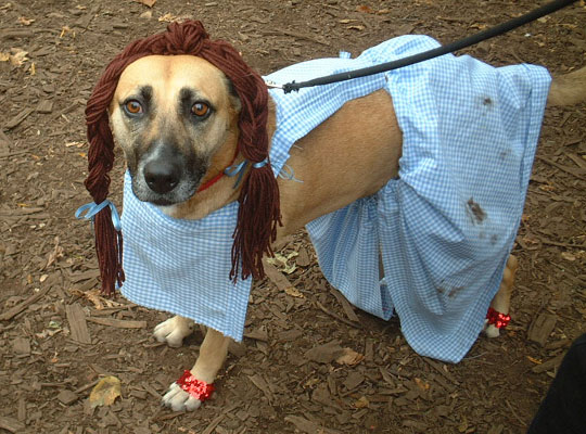 Dorothy... Dog Costume Parade, Tompkins Square Park, NYC (jtg)