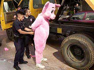 Cops busting Pig - Oink oink