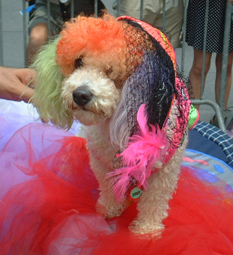 Posh Poodle - NYC Gay Pride Parade, '02