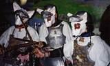 3 Dog Knights - Halloween