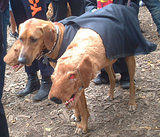 3 head...Dog Costume Parade, Tompkins Square Park, NYC (jtg)