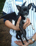 Bat Pup...Dog Costume Parade, Tompkins Square Park, NYC (jtg)