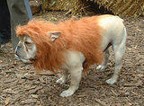 Cowardly Lion... Dog Costume Parade, Tompkins Square Park, NYC (jtg)