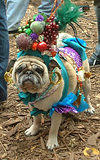Carmen Miranda...Dog Costume Parade, Tompkins Square Park, NYC (jtg)