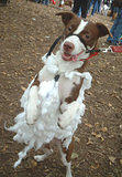 Dog in sheep's clothes... Dog Costume Parade, Tompkins Square Park, NYC (jtg)