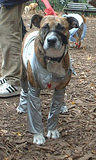 Dogwear4... Dog Costume Parade, Tompkins Square Park, NYC (jtg)