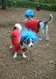 Dogwear7... Dog Costume Parade, Tompkins Square Park, NYC (jtg)