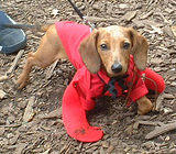 Lobsterpup... Dog Costume Parade, Tompkins Square Park, NYC (jtg)