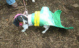 Mermy... Dog Costume Parade, Tompkins Square Park, NYC (jtg)