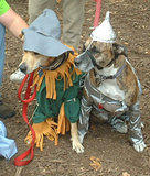 Oz 2... Dog Costume Parade, Tompkins Square Park, NYC (jtg)
