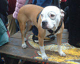 Petey... Dog Costume Parade, Tompkins Square Park, NYC (jtg)