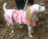 Pinky... Dog Costume Parade, Tompkins Square Park, NYC (jtg)