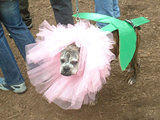 Rosey... Dog Costume Parade, Tompkins Square Park, NYC (jtg)