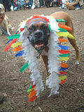 Sitting Bull...Dog Costume Parade, Tompkins Square Park, NYC (jtg)