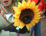 Sunflower... Dog Costume Parade, Tompkins Square Park, NYC (jtg)