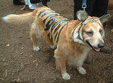 Tigress... Dog Costume Parade, Tompkins Square Park, NYC (jtg)