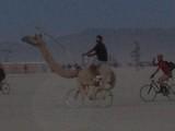 camel bike