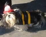 Fire Marshal Pooch - Halloween Party at the 79th Street Boat Basin, 2001.