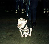 Bulldog Prisoner - NYC '00 Halloween Parade