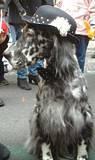 Bowlered Spaniel - NYC's 5th Avenue Easter Parade, 2002