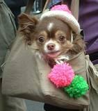 Dog in a Bag - NYC's 5th Avenue Easter Parade, 2002