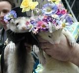 Ferret Couple - The NYC 5th Avenue Easter Parade, 2002.