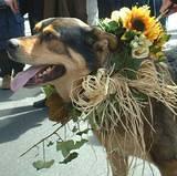 Sun Flowered Pup - NYC's 5th Avenue Easter Parade, 2002.